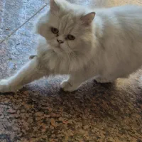 واگذاری گربه پرشین