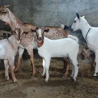 بز سومال و کهره دا