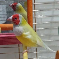 فنچ گلدین .. (نر)