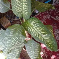 گل دیفن باخیا|گل و گیاه طبیعی|شیراز, مسلم|دیوار