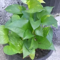 گلدون.|عمده‌فروشی|آباده, |دیوار