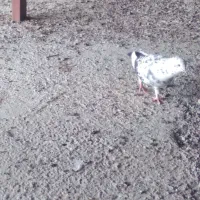 تعدادی کبوتر مسافتی جان آردن وتهرانی وغیره|پرنده|رامسر, |دیوار