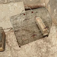 سه تا قفس سالم خوب  سهره