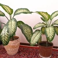 دیفن باخیا بزرگ و پاجوش|گل و گیاه طبیعی|گلبهار, شهر جدید گلبهار|دیوار