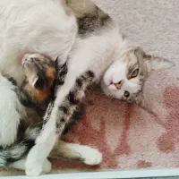 گربه خانگی مهربان