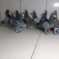 دسته ۱۳تایی پرشی المانی