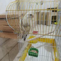 عروس هلندی