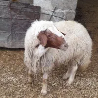 وران سنجابی اصیل|حیوانات مزرعه|جوانرود, |دیوار