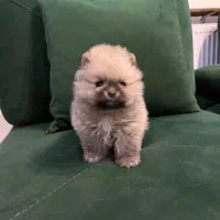 سگ پامر بوفیس، تیکاپ|سگ|تهران, شهرک مخابرات|دیوار