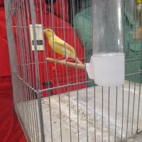 قتاری نر مرتب میخونه صبح شب میخونه