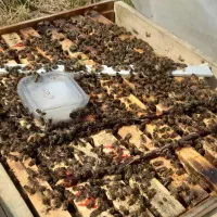 فروش زنبور عسل ده قاب فول