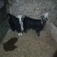 بز داشتی گله داری|حیوانات مزرعه|ایذه, |دیوار