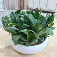 گلدان سرامیکی سانسوریا پا کوتاه