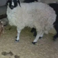 2عدد میش یک عدد بره