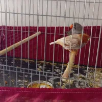 جفت مولد فنچ کینگ اورنج