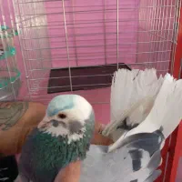 کفتر معاوضه با پرنده