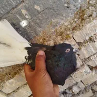 حمیدیه|پرنده|حمیدیه, |دیوار