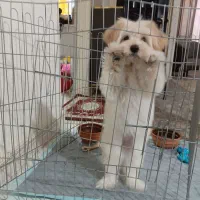 فروش سگ شیتزو