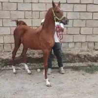 مره نریان عرب مصری مدارک دار