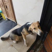 واگذاری سگ|سگ|آمل, |دیوار