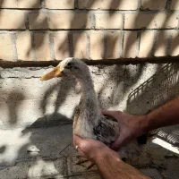 اردک