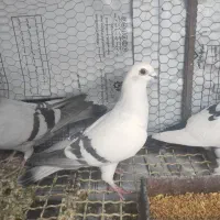 کبوترشامی ماده|پرنده|خرمآباد, |دیوار