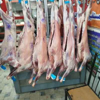 پاچه شتر کوهان شتر شحله دنبه بره|خوردنی و آشامیدنی|مشهد, گاز|دیوار