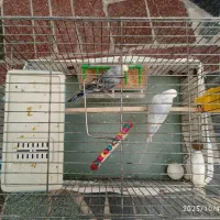 یک جفت مرغ عشق