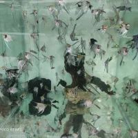 آکواریوم ماهی|ماهی|ارومیه, |دیوار