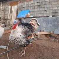 بوقلمون نر و ماده