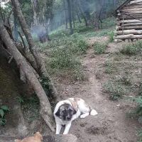 سگمادهفردشی