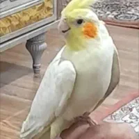 عروس هلندی ماده گمشده