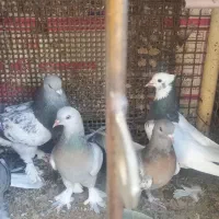 کبوتر بهبهانی