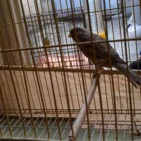 قناری ماده آماده|پرنده|قرچک, زیبا شهر|دیوار