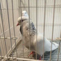 چند جفت طوقی و ۳عدد ساده سیاه|پرنده|مشهد, چهاربرج|دیوار