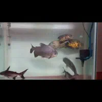 فروشی ماهی گوشتخوار بزرگ