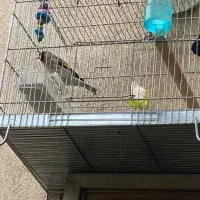 سهره کرمانی قرص ۳ عدد نر