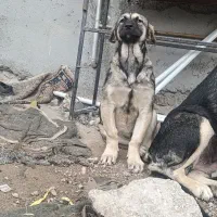 توله عراقی  ۶ماهه ماده