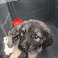 فروش توله سرابی ذات قدیم درشت و حرفه‌ای