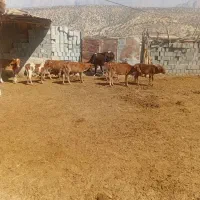 گاو وگوساله بزرگ