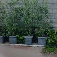 پالم یاس فوتونیا شمشاد|گل و گیاه طبیعی|کلاچای, |دیوار
