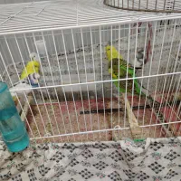 حراج مرغ عشق و فنچ|پرنده|قائمشهر, |دیوار