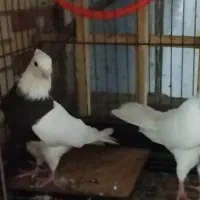 سه تا کبوتر طوقی ماده