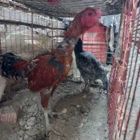 خروس فروشی|حیوانات مزرعه|ایرانشهر, |دیوار