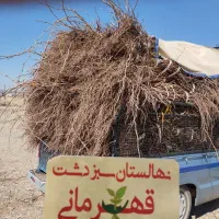 نهال انگور با ضمانت کتبی تسویه درب منزل|خدمات باغبانی و درختکاری|تاکستان, |دیوار