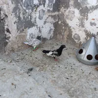 کفتر هوایی نر،در چخ،سار آلمانی ماده،نورافکن،|پرنده|مشهد, کوی دروی|دیوار