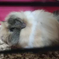 خوکچه هندی|موش و خرگوش|کرمان, |دیوار