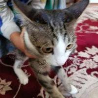 گربه تربیت شده نژادپلنگی