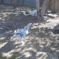 فروش و معاوضه جوجه برهما از پدر مادر وارداتی|حیوانات مزرعه|قائمشهر, |دیوار