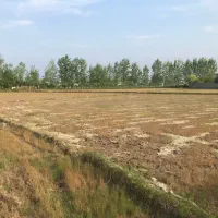 زمین کشاورزی|فروش زمین و ملک کلنگی|رشت, حومه رشت|دیوار
